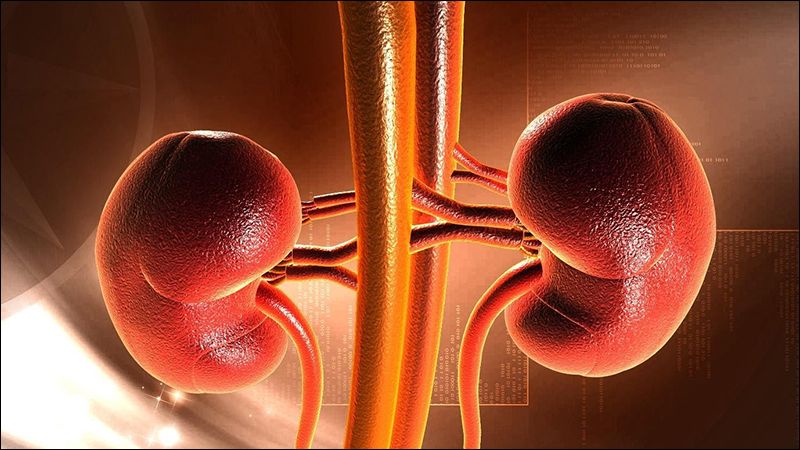 Suy thận cấp là biến chứng nặng và dễ gây tử vong của bệnh Leptospirosis