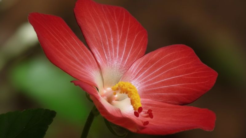 Hoa sÃ¢m bá» chÃ­nh thÆ°á»ng cÃ³ mÃ u Äá» tÆ°Æ¡i, nhuá»µ vÃ ng á» giá»¯a hoa