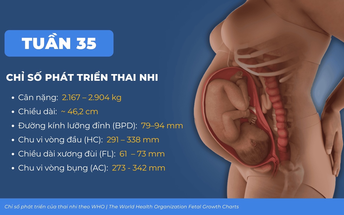 Để thai nhi 35 tuần thật khỏe mạnh, mẹ bầu thực hiện đầy đủ lịch khám thai định kỳ và theo dõi các chỉ số quan trọng sau: