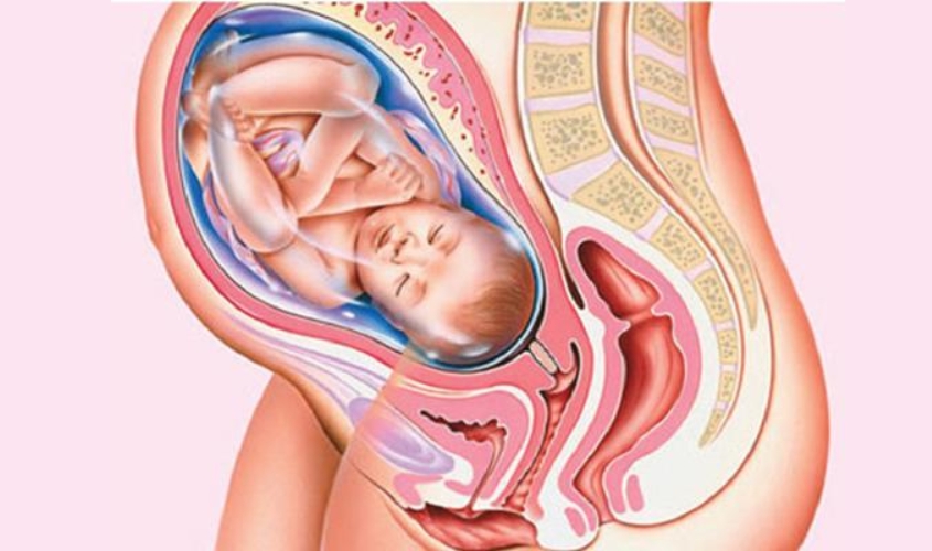 Hình ảnh thai nhi 35 tuần trong bụng mẹ