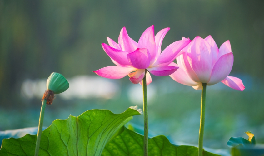 Hoa sen là biểu tượng của sự thanh cao