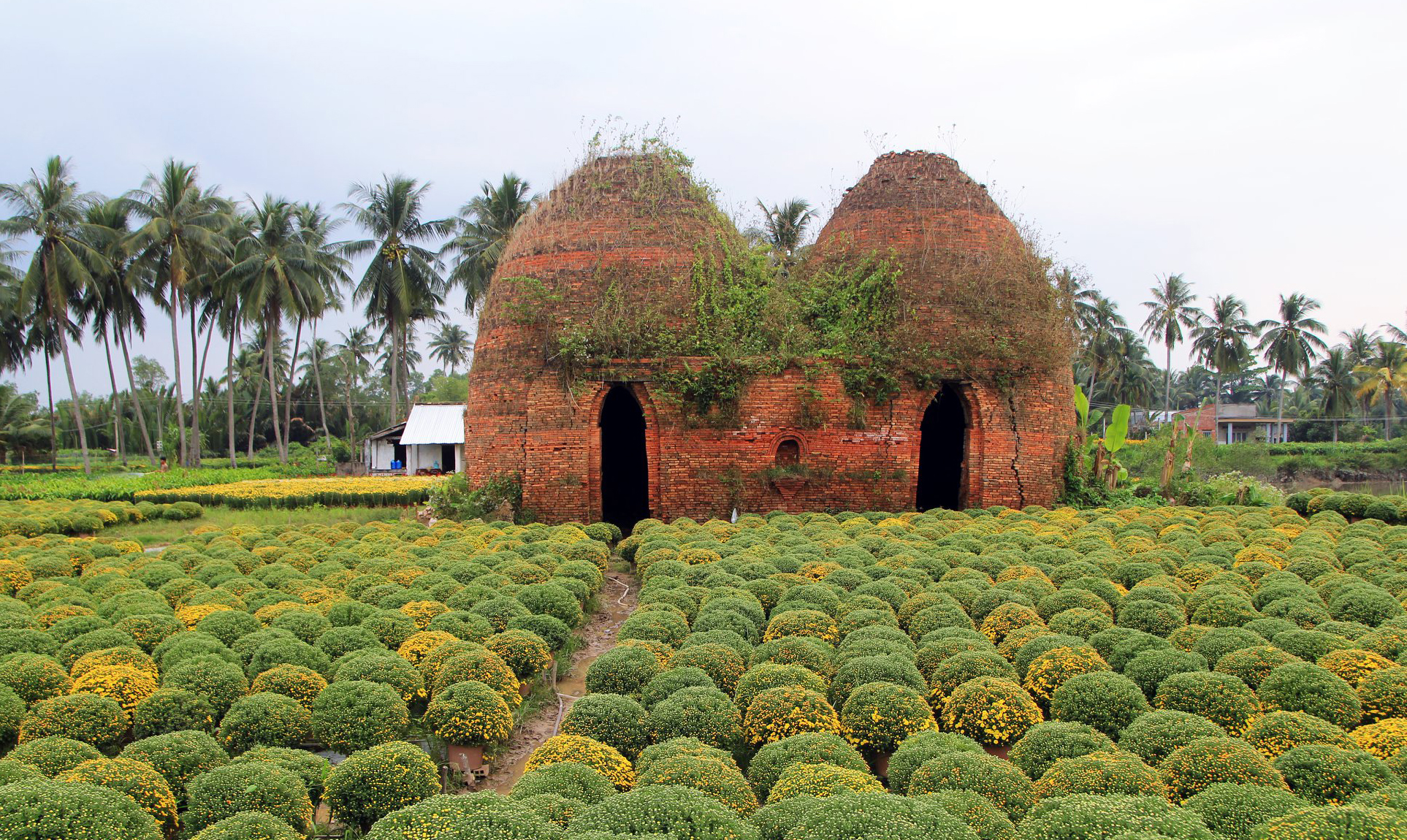 Làng hoa kiểng Cái Mơn