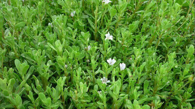 Rau đắng biển là loại cây thảo mộc, thân cây nhẵn mọc bò mang cành mềm