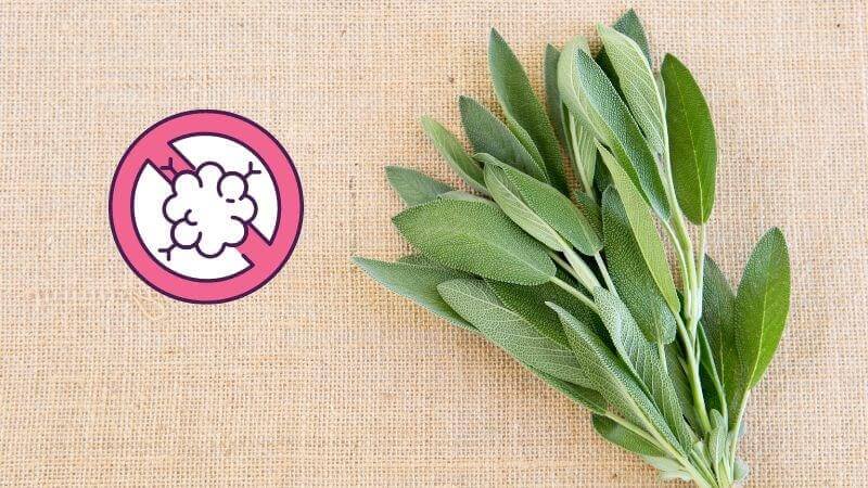 Các nghiên cứu đã chứng minh rằng cây xô thơm có thể chống lại một số bệnh ung thư