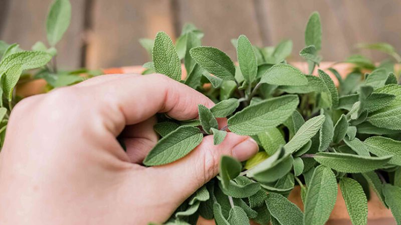 Chiết xuất lá xô thơm có thể làm giảm lượng đường trong máu