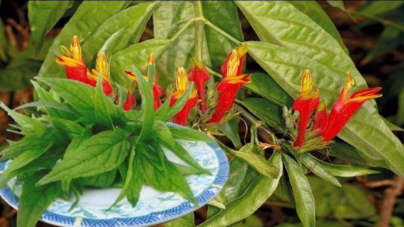 Từ lâu, cây xương khỉ đã được sử dụng tại Thái Lan và Malaysia để trị độc do rắn cắn