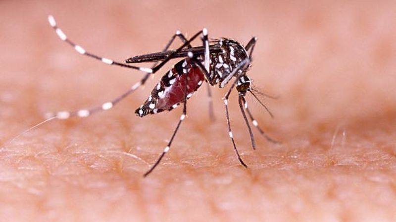 Cây xương khỉ có hoạt tính chống virus sốt xuất huyết