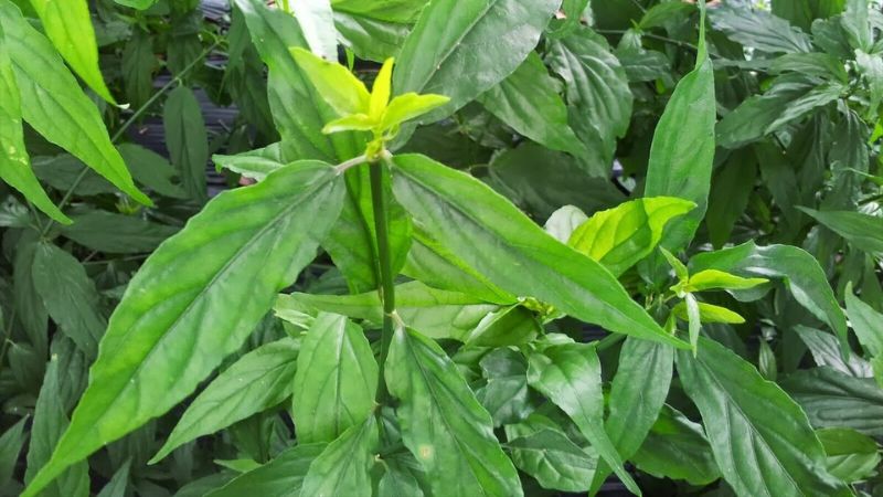 Đắp lá xương khỉ tươi hỗ trợ điều trị bệnh trĩ