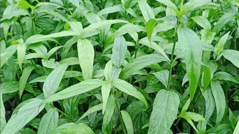 Chiết xuất từ cây xương khỉ có khả năng chống viêm theo nhiều cơ chế 