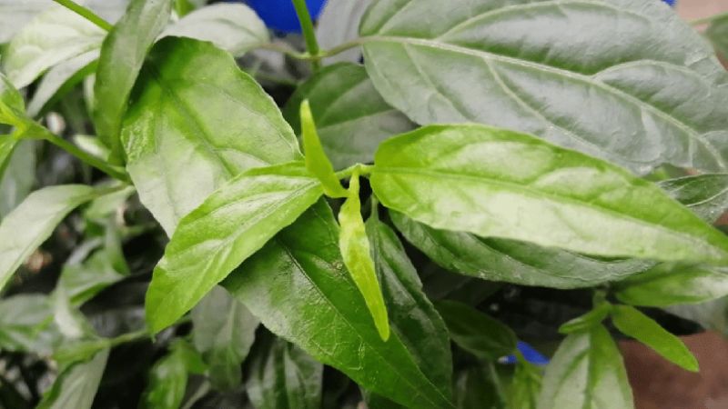 Cây xương khỉ có khả năng chống oxy hóa mạnh nhờ alkaloid, flavonoid, flavon... 