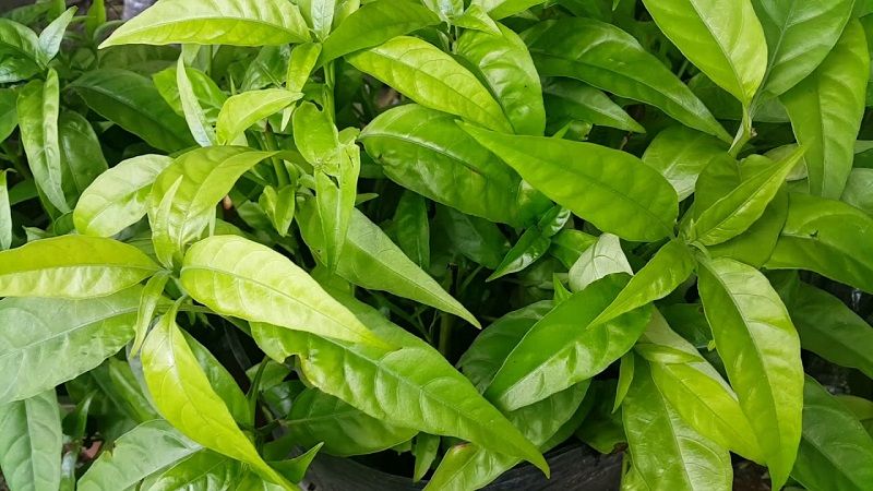 Cây xương khỉ hỗ trợ điều trị các bệnh nhiễm trùng do vi khuẩn và nấm gây ra