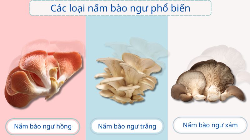 Nấm b&agrave;o ngư rất đa dạng về m&agrave;u sắc như hồng, trắng, x&aacute;m