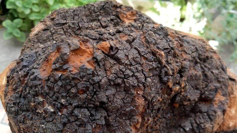 Nấm Chaga (có tên khoa học là Inonotus obliquus) có vẻ ngoài xù xì, màu đen tuyền, thường mọc thành khối dày đặc