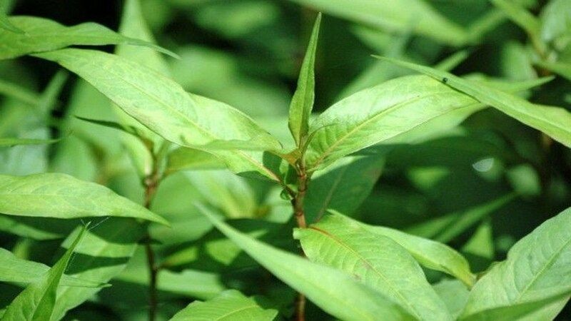 Rau răm có tên khoa học là Persicaria odorata, thuộc họ Polygonaceae và bộ Caryophyllales