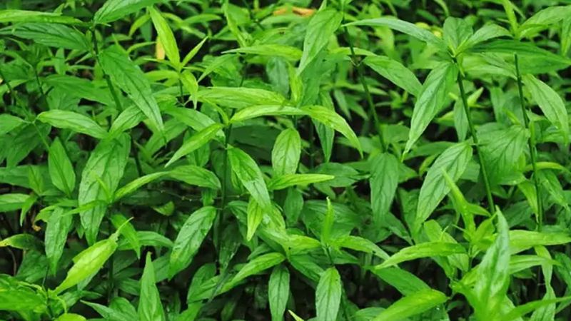 Cây bìm bịp hay còn gọi với tên cây cây xương khỉ
