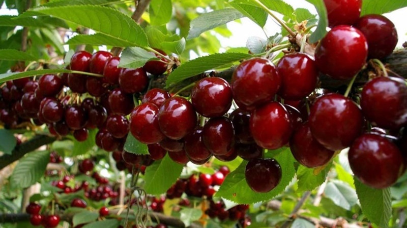 Quả anh đào còn được gọi là quả cherry, một loại mọng nước giàu dinh dưỡng
