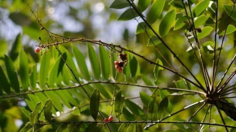 Cây bách bệnh có tên khoa học là Eurycoma longifolia và thuộc họ Simaroubaceae