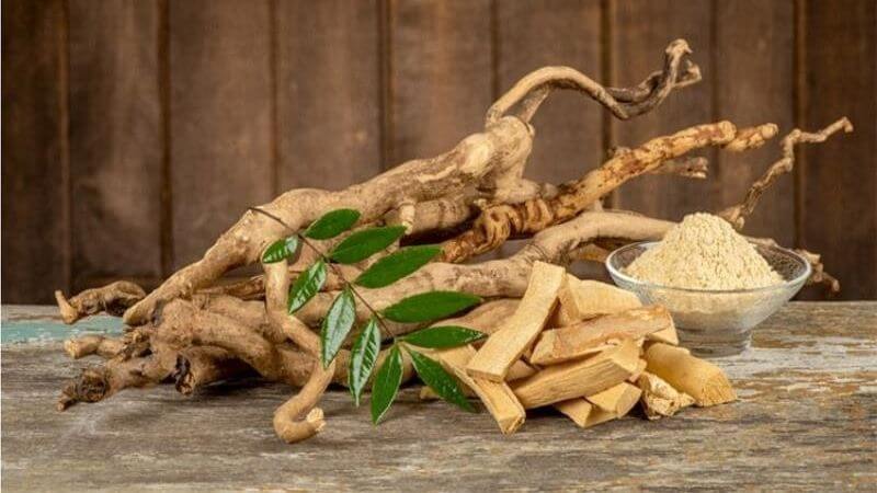 Theo Y học cổ truyền, rễ của cây mật nhân sau khi được thái nhỏ và tẩm rượu sao sẽ có vị đắng, tính mát