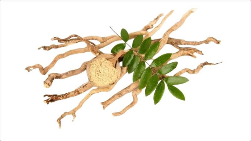 Tất cả các bộ phận của cây bách bệnh đều được dùng làm thuốc như thân cây, lớp vỏ bên ngoài của thân, lá, rễ, quả