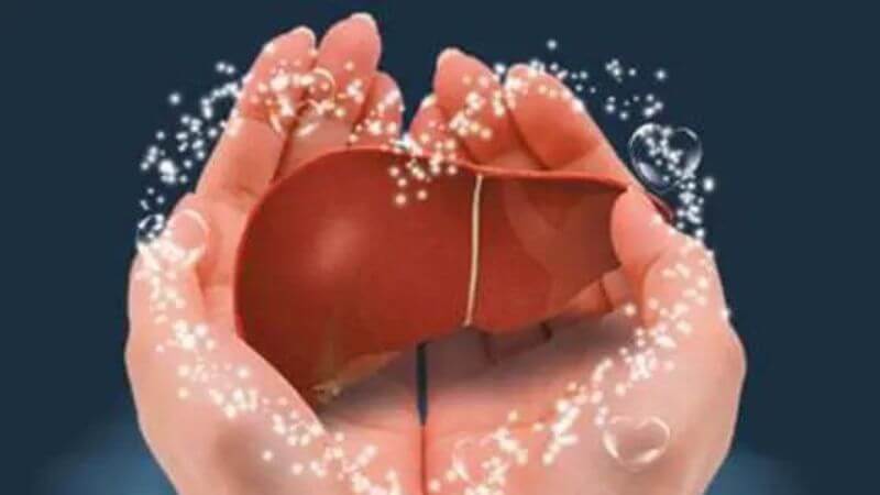 Cây bách bệnh có tác dụng bảo vệ gan hiệu quả, giúp ngăn ngừa quá trình xơ gan và hỗ trợ phục hồi chức năng gan