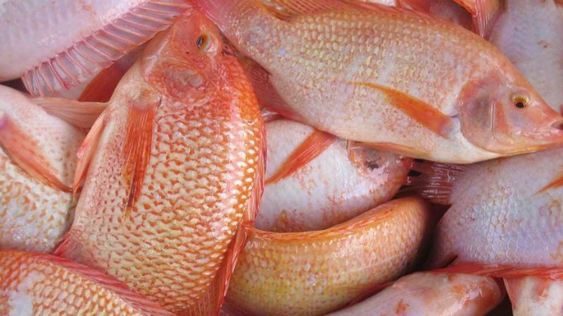 Ăn cá diêu hồng tốt cho tim mạch, ngăn ngừa ung thư và duy trì sức khỏe xương Ăn cá diêu hồng tốt cho tim mạch, ngăn ngừa ung thư và duy trì sức khỏe xương