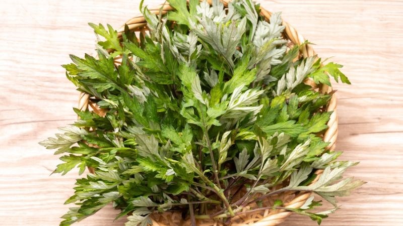 Ngải cứu c&oacute; khả năng điều h&ograve;a kinh nguyệt v&ocirc; c&ugrave;ng hiệu quả