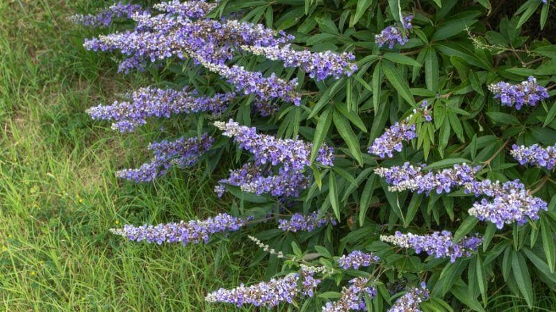 D&acirc;u rừng gi&uacute;p chu kỳ kinh nguyệt diễn ra đều đặn hơn