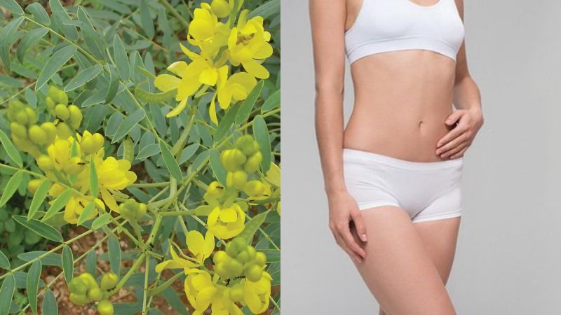 Uống nước lá phan tả diệp hỗ trợ giảm cân và điều trị béo phì