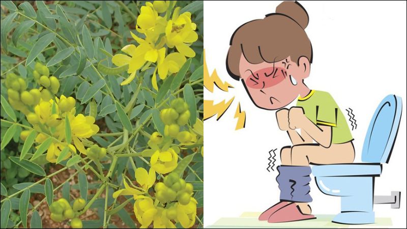 Bài thuốc từ phan tả diệp giúp trị ruột khô gây phân cứng, táo bón