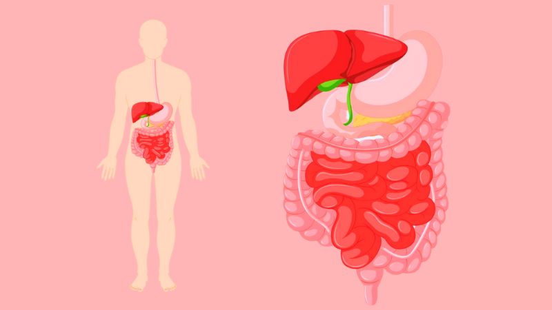 Phan tả diệp có thể hỗ trợ điều trị các vấn đề về tiêu hóa