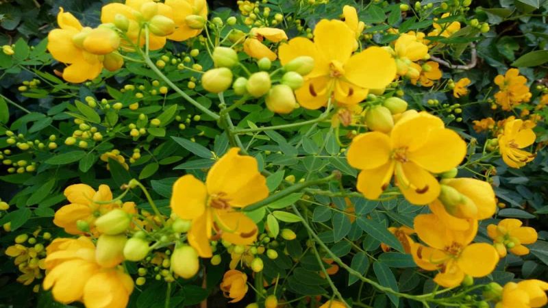 Phan tả diệp có tác dụng nhuận tràng