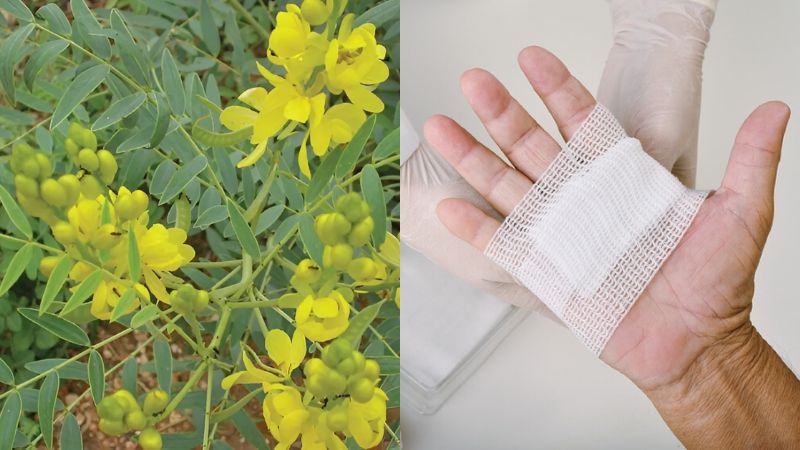 Đắp lá phan tả diệp tươi lên vết thương giúp cầm máu hiệu quả