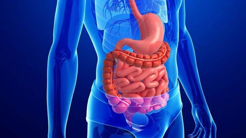 Đậu xanh giúp cải thiện chức năng tiêu hóa bằng cách tăng cường chuyển động ruột
