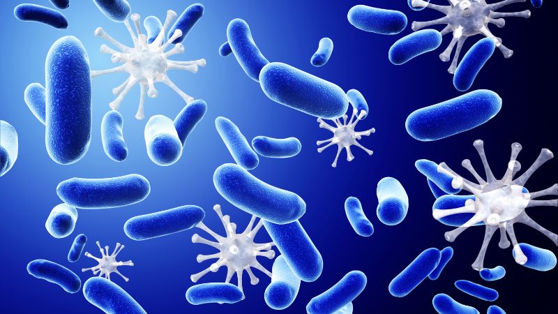 Tinh dầu gừng có khả năng ức chế sự phát triển của nhiều loại vi khuẩn gây bệnh phổ biến