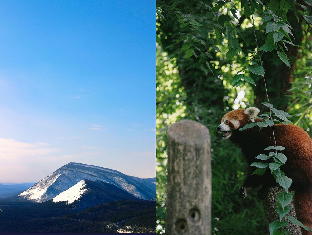 cách tải hình nền độ phân giải cao cho điện thoại 