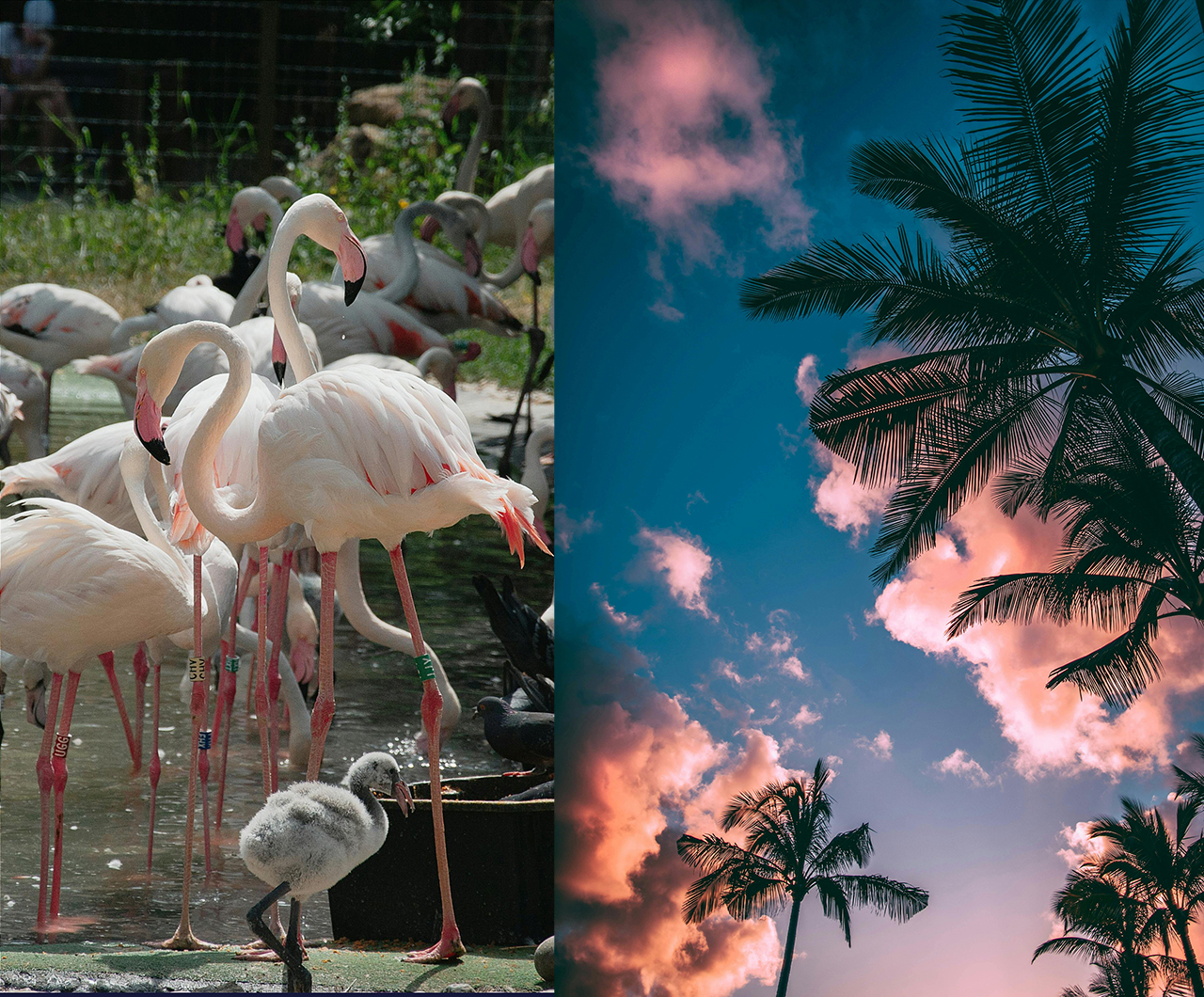 cách tải hình nền độ phân giải cao cho điện thoại 