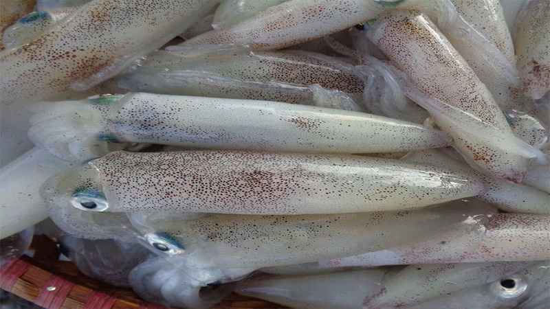 Chọn mực tươi có da sáng bóng và thân mực màu trắng ngà Chọn mực tươi có da sáng bóng và thân mực màu trắng ngà