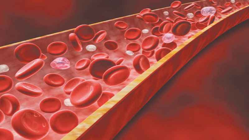 Mực giúp duy trì mức hemoglobin và ngăn ngừa bệnh thiếu máu Mực giúp duy trì mức hemoglobin và ngăn ngừa bệnh thiếu máu