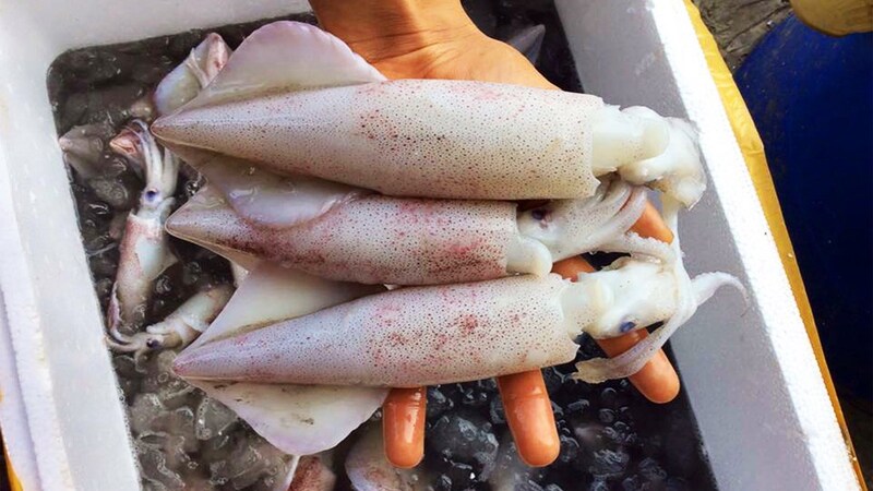 Lựa chọn mực tươi để đảm bảo an toàn vệ sinh thực phẩm Lựa chọn mực tươi để đảm bảo an toàn vệ sinh thực phẩm