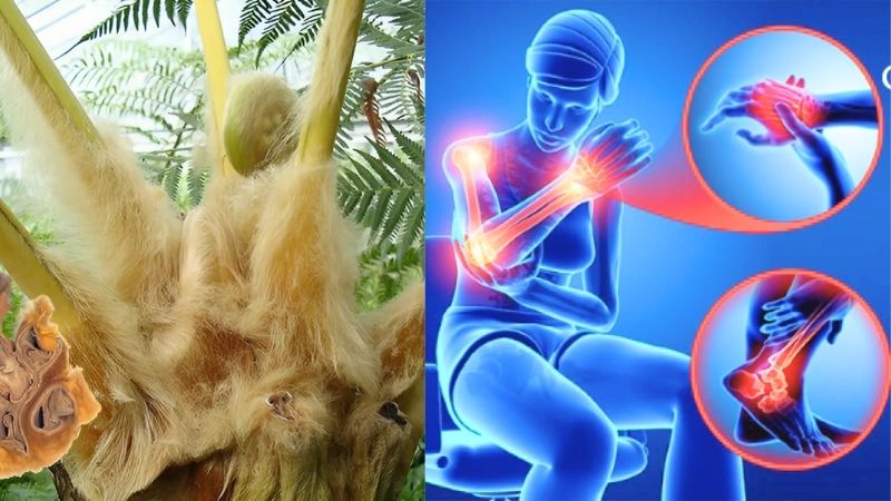 Cẩu tích được sử dụng trong bài thuốc trị chân tay tê đau do hàn thấp