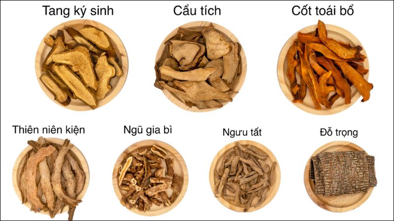 Cẩu tích là một vị thuốc thường dùng để chủ trị bệnh xương khớp