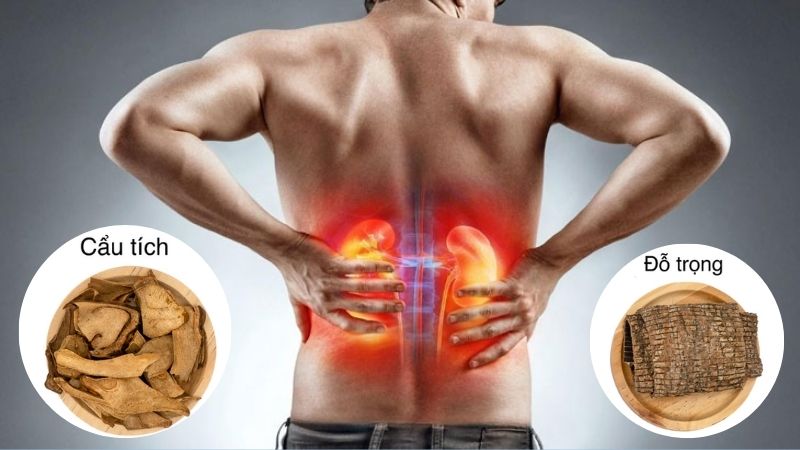 Bài thuốc từ cẩu tích thường dùng để chữa các bệnh do can thận hư