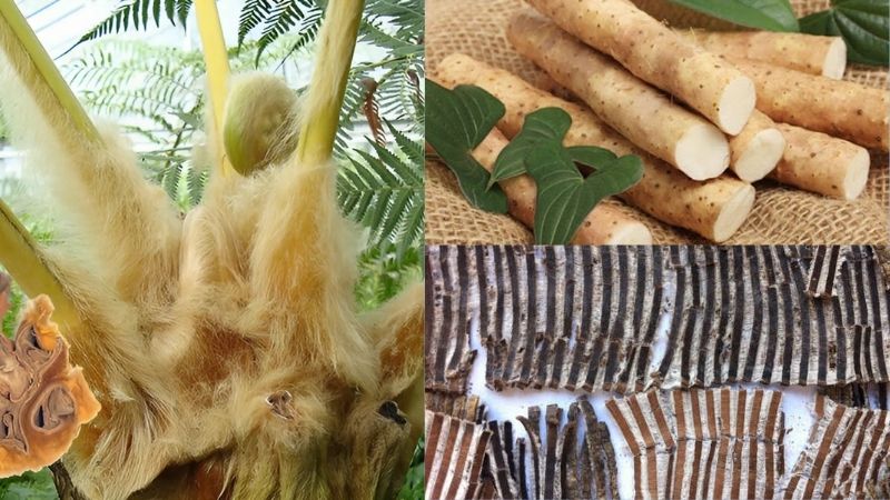 Thịt lợn hầm hoài sơn, đỗ trọng và cẩu tích trị đau nhức cột sống lưng
