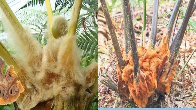 Bài thuốc từ cẩu tích có thể trị bạch đới, di tinh, tiểu nhiều lần, thận hư yếu