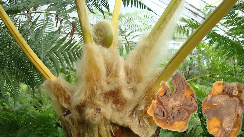 Nhiều hoạt chất chiết xuất từ thân rễ cẩu tích có tác dụng chống oxy hóa