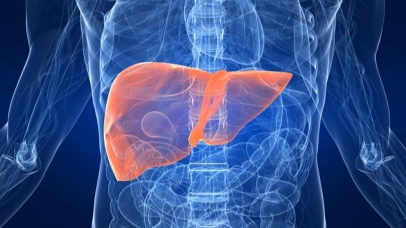 Onychin chiết xuất từ cẩu tích có tác dụng chống oxy hóa và bảo vệ gan