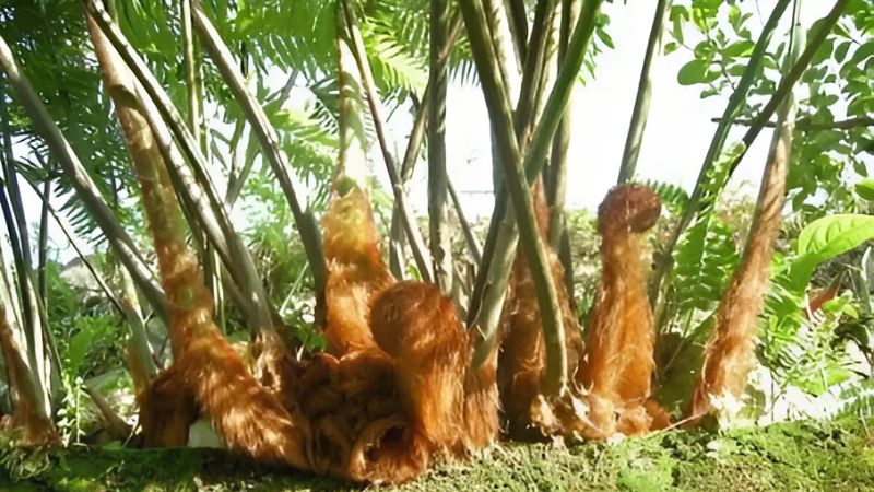 Từ lâu, cẩu tích đã được sử dụng trong nhiều bài thuốc dân gian để chữa bệnh