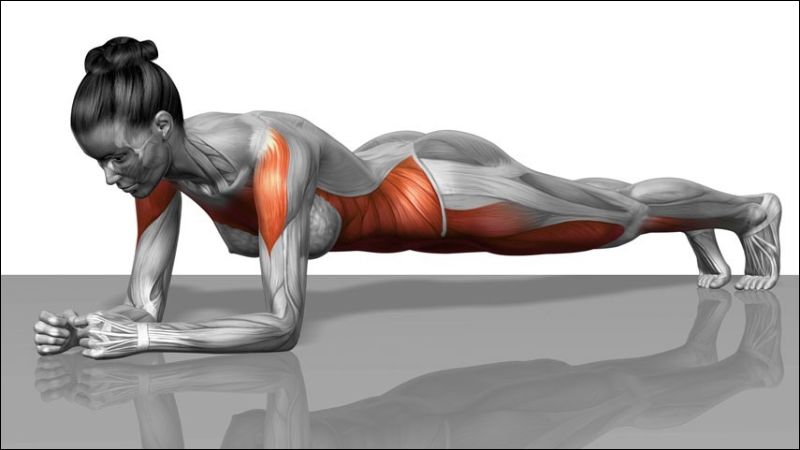 B&agrave;i tập plank t&aacute;c động l&ecirc;n cơ vai, cơ ngực, cơ bụng v&agrave; cơ đ&ugrave;i trước