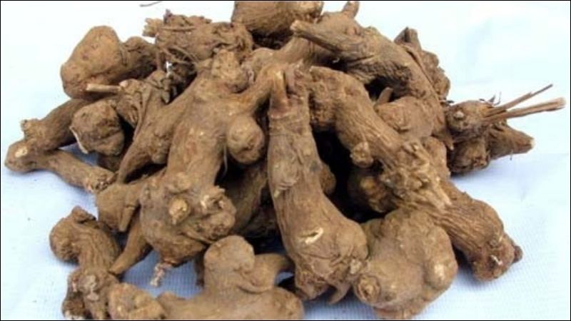 Phần dùng làm dược liệu của bạch truật chủ yếu là thân rễ