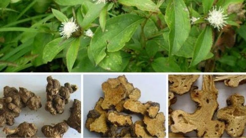 Cần tìm hiểu kỹ về nguồn gốc và chất lượng trước khi mua bạch truật 